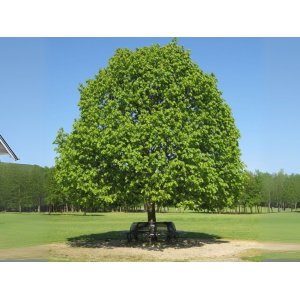 Lieska turecká (Corylus Colurna) - výška 300-350 cm, obvod kmeňa: 10/12 cm, kont. C35L